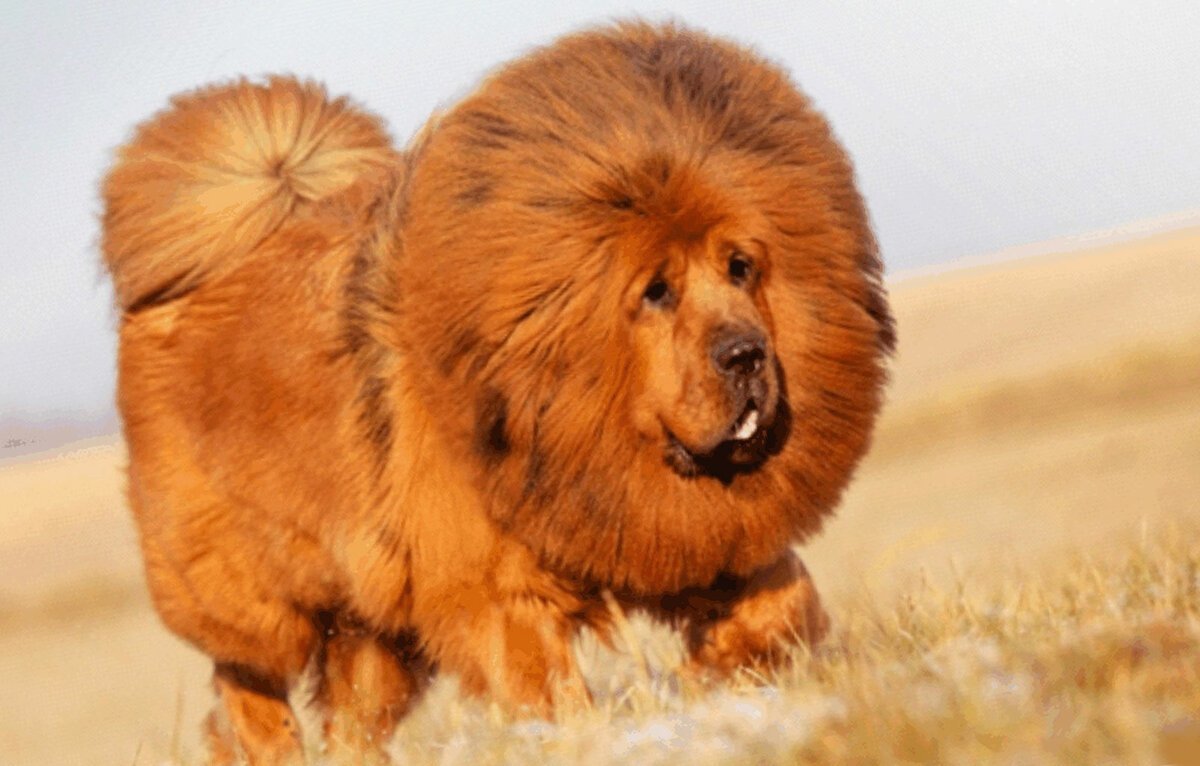 Тибетский мастиф