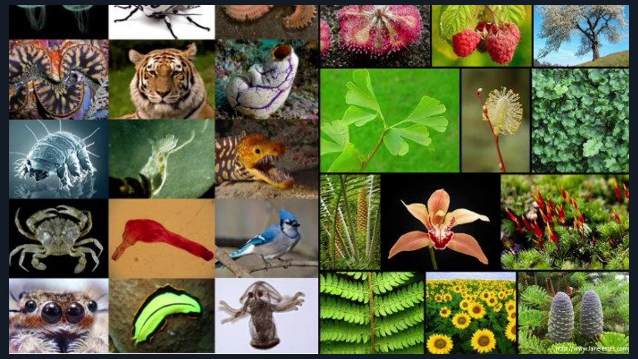 Многообразие животных и растений