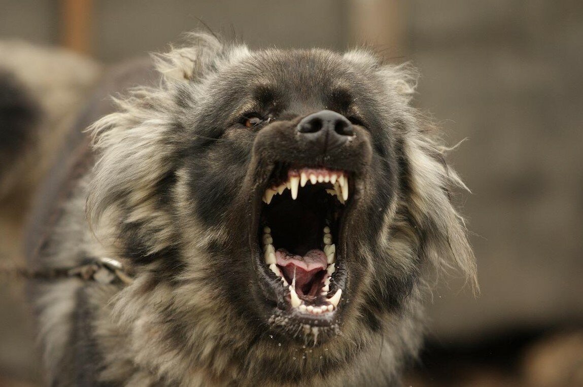 Кавказская овчарка злая