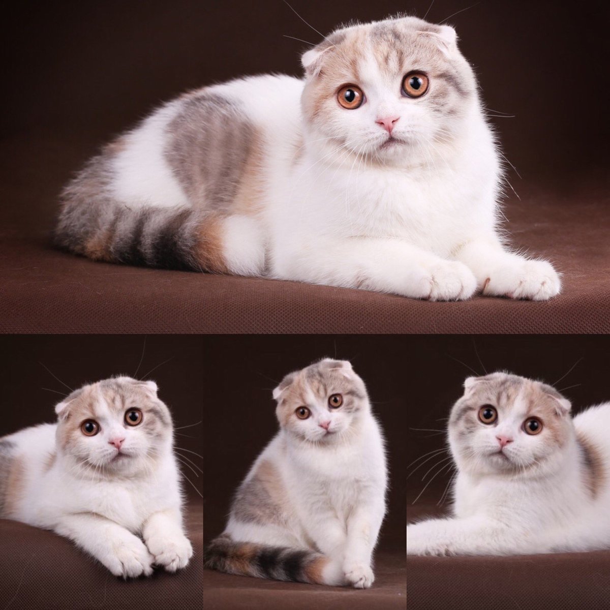 Скоттиш фолд Калико