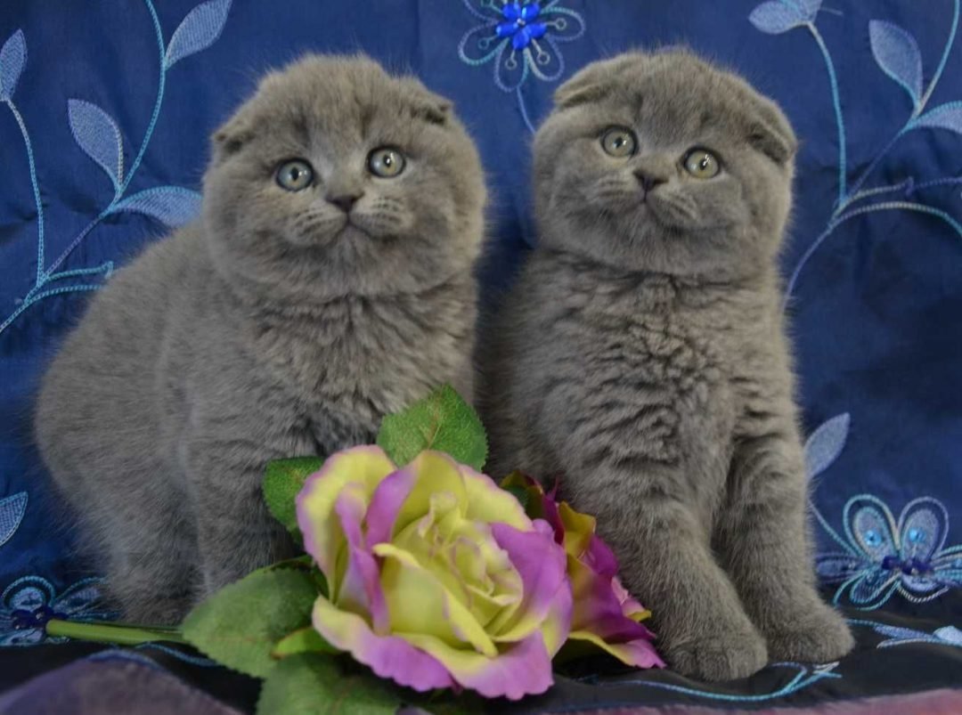 Шотландская вислоухая кошка Виска