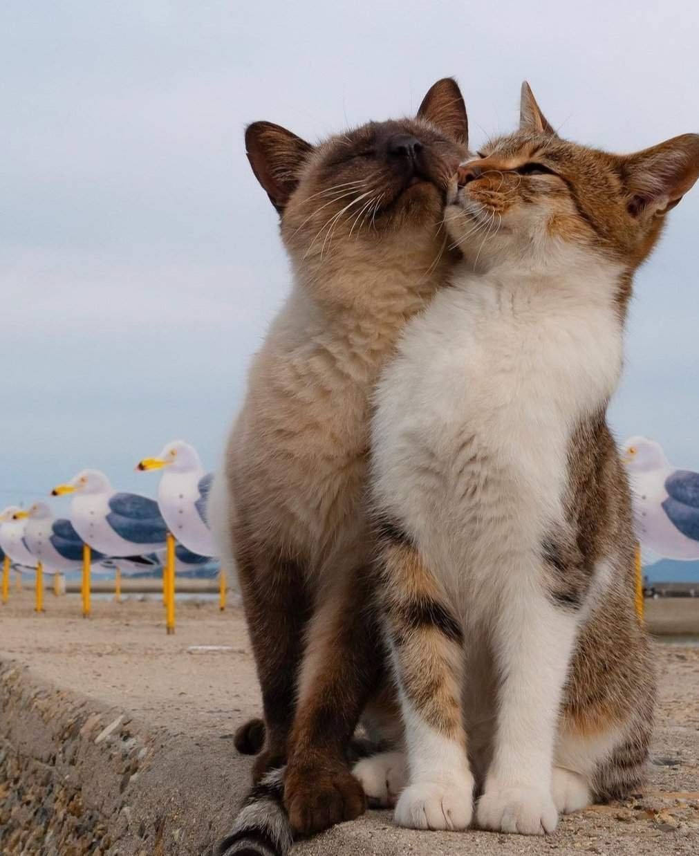 Love cat biz. Влюбленные кошки. Коты любовь. Влюбленный котик. Кот и кошка любовь.