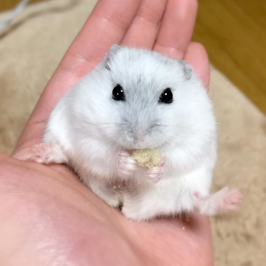 Маленькие джунгарские хомячки