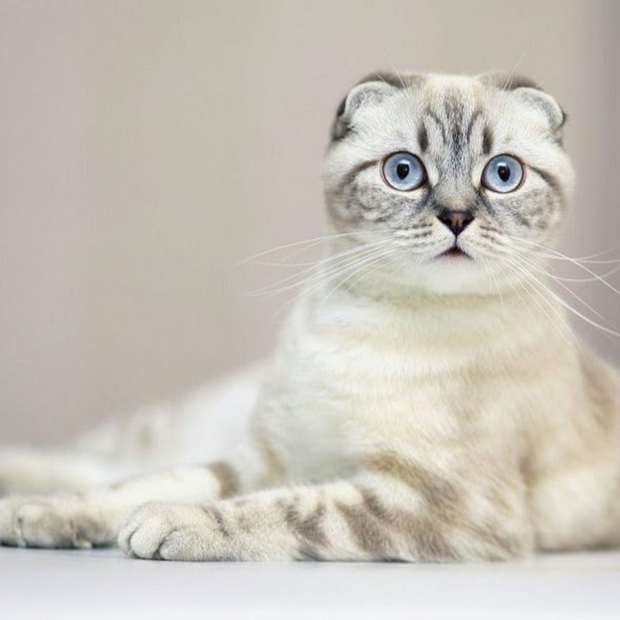 Кошечка Шотландская плюшевая вислоухая