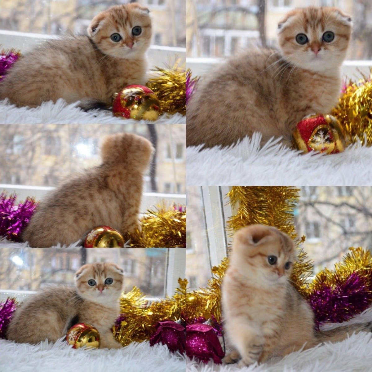 Полосатые Дикие кошки