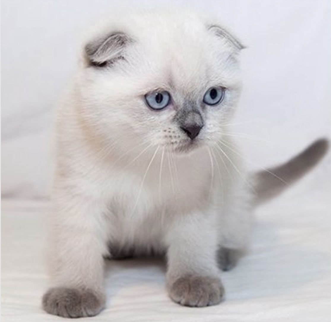 Британские вислоухие котята