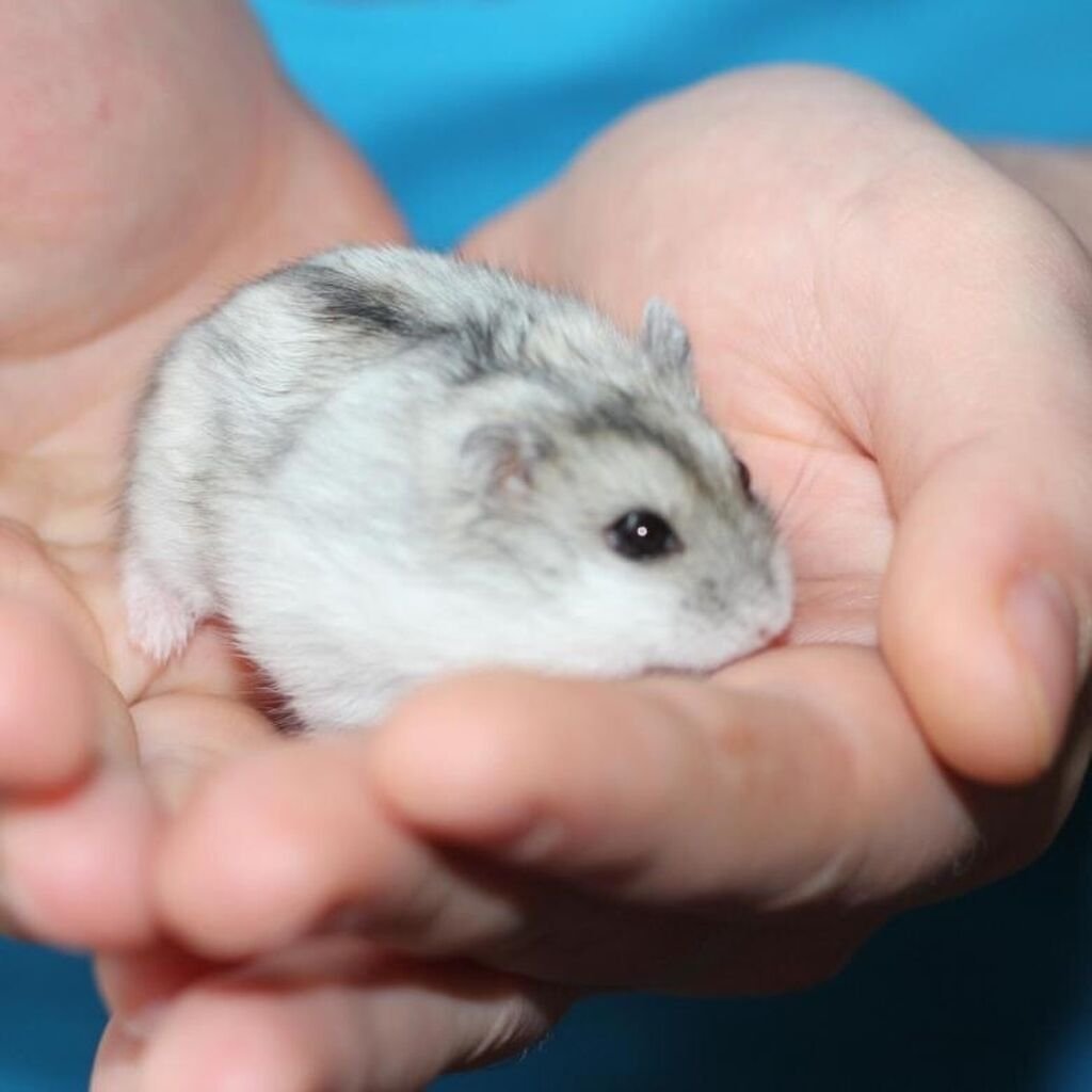 Два маленьких хомячка белых