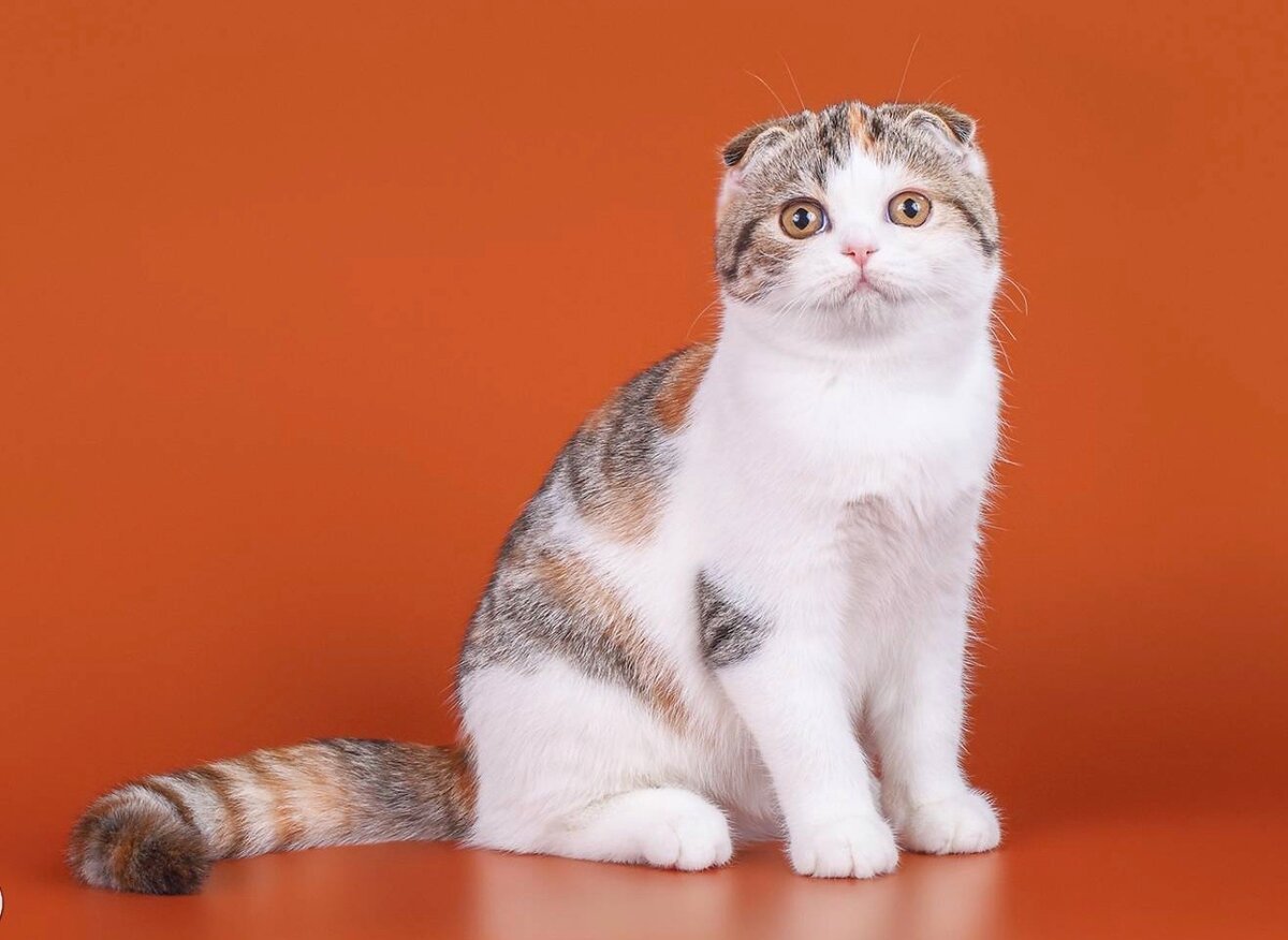 Шотландская вислоухая кошка