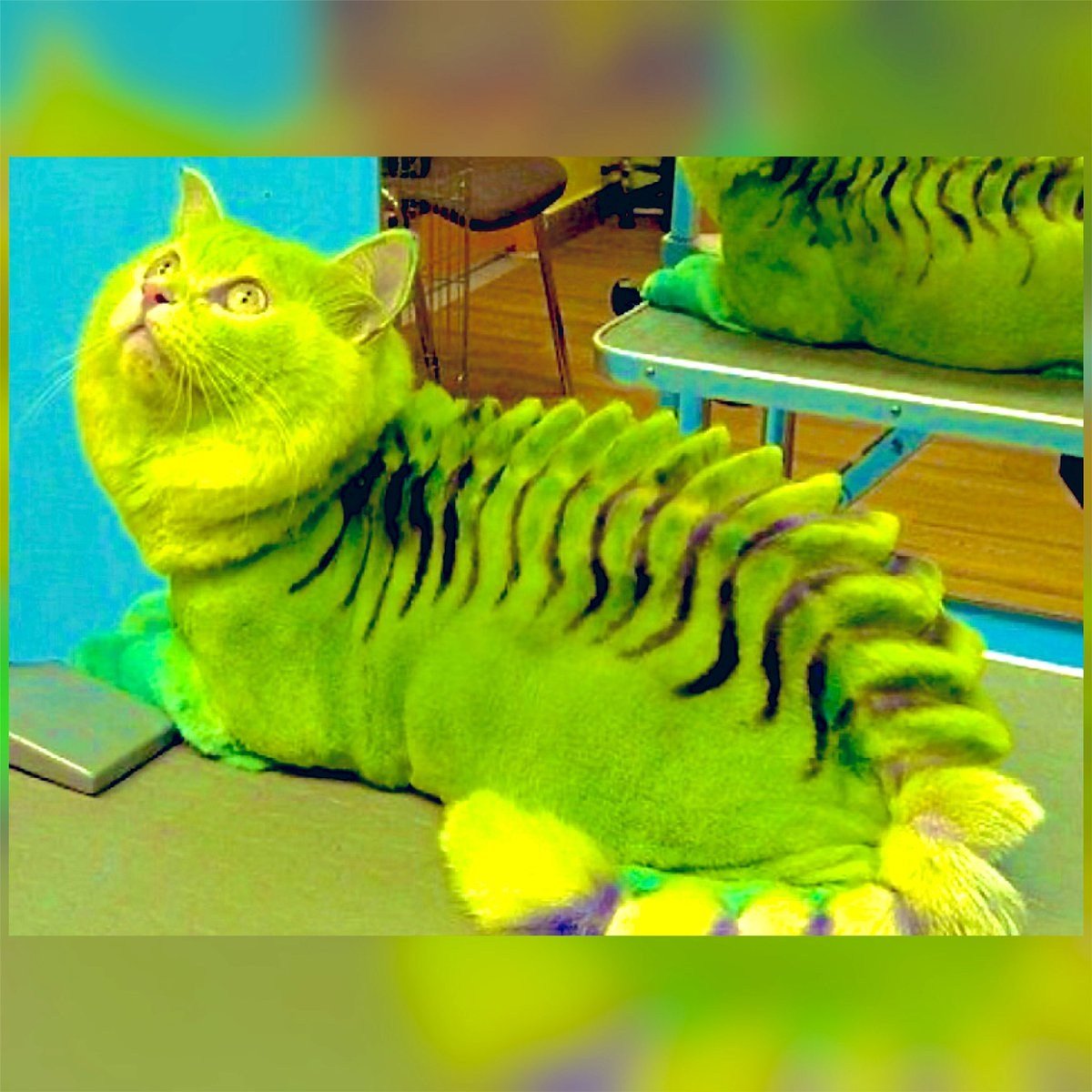 Стрижка кота под дракончика