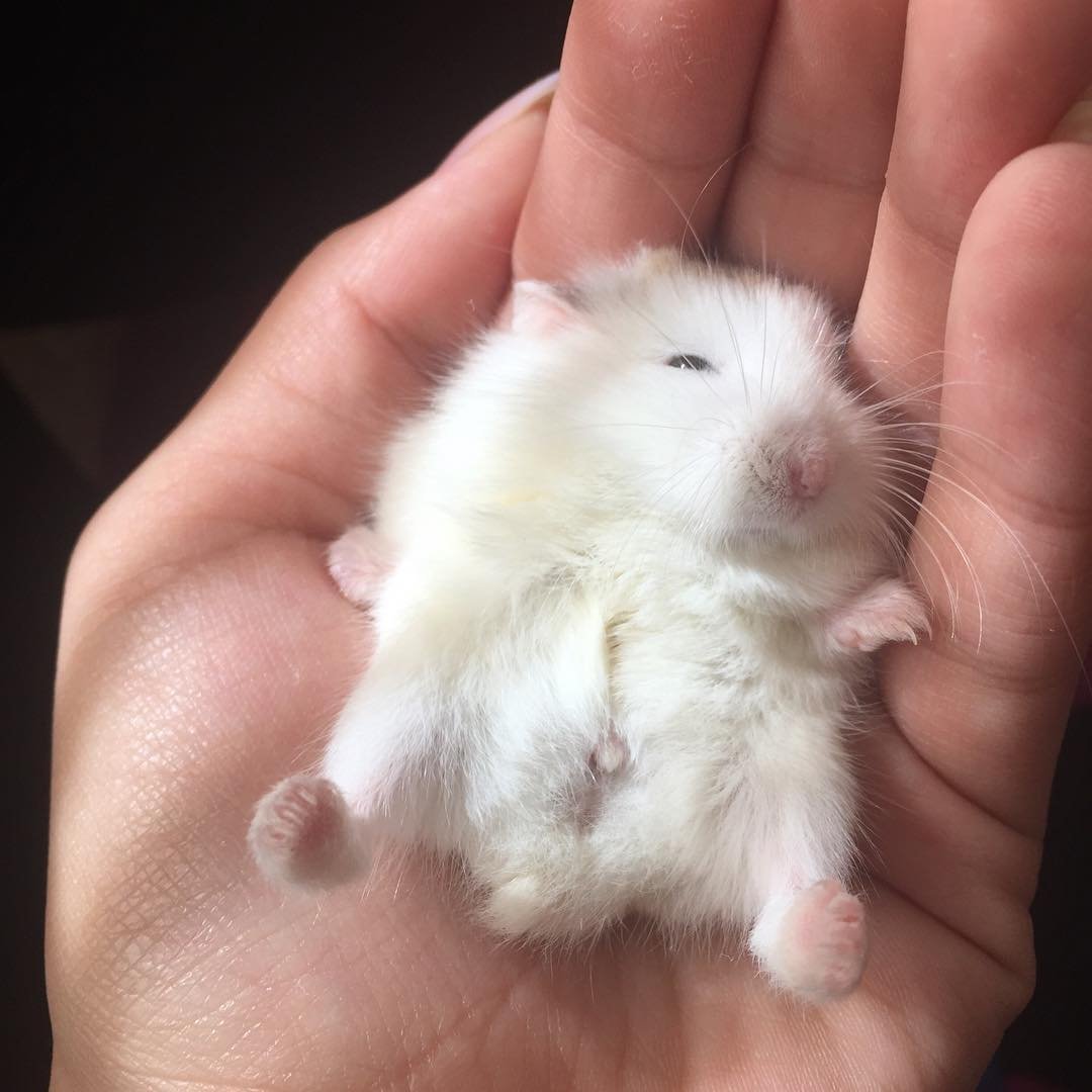 Хомяк с семечками