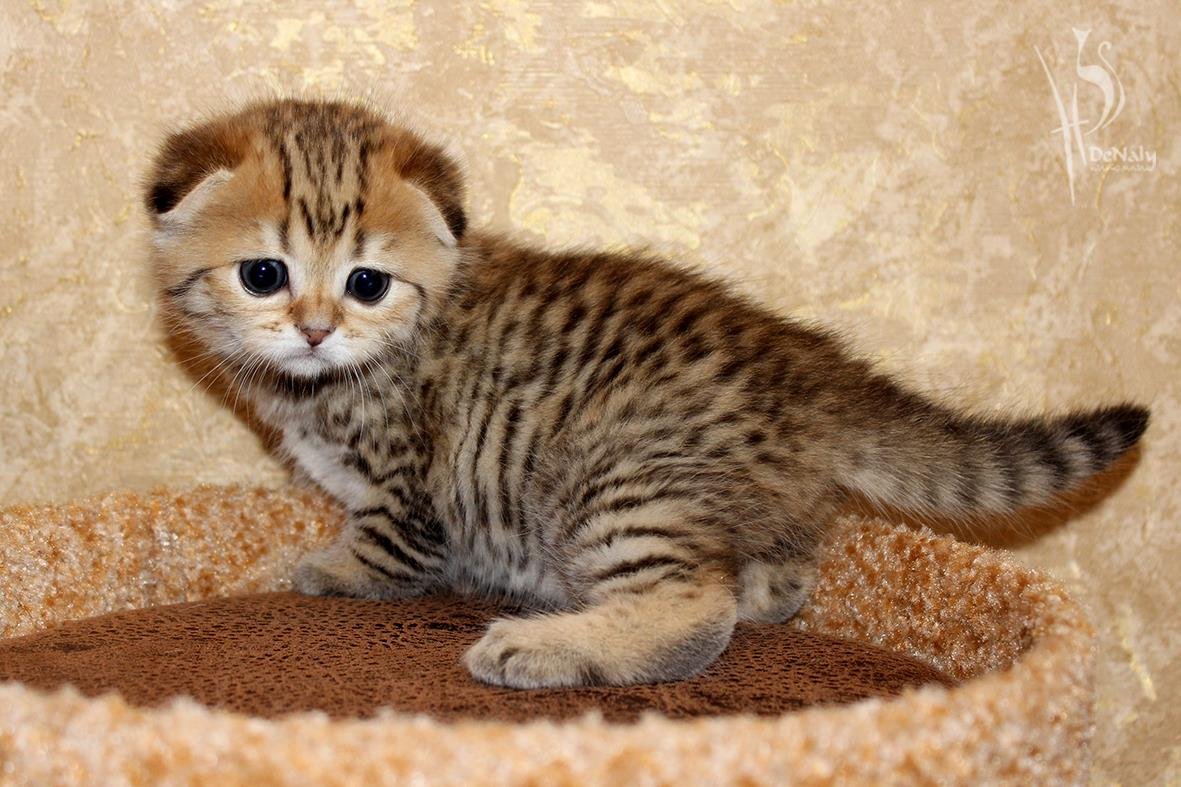 Скоттиш фолд серо белый