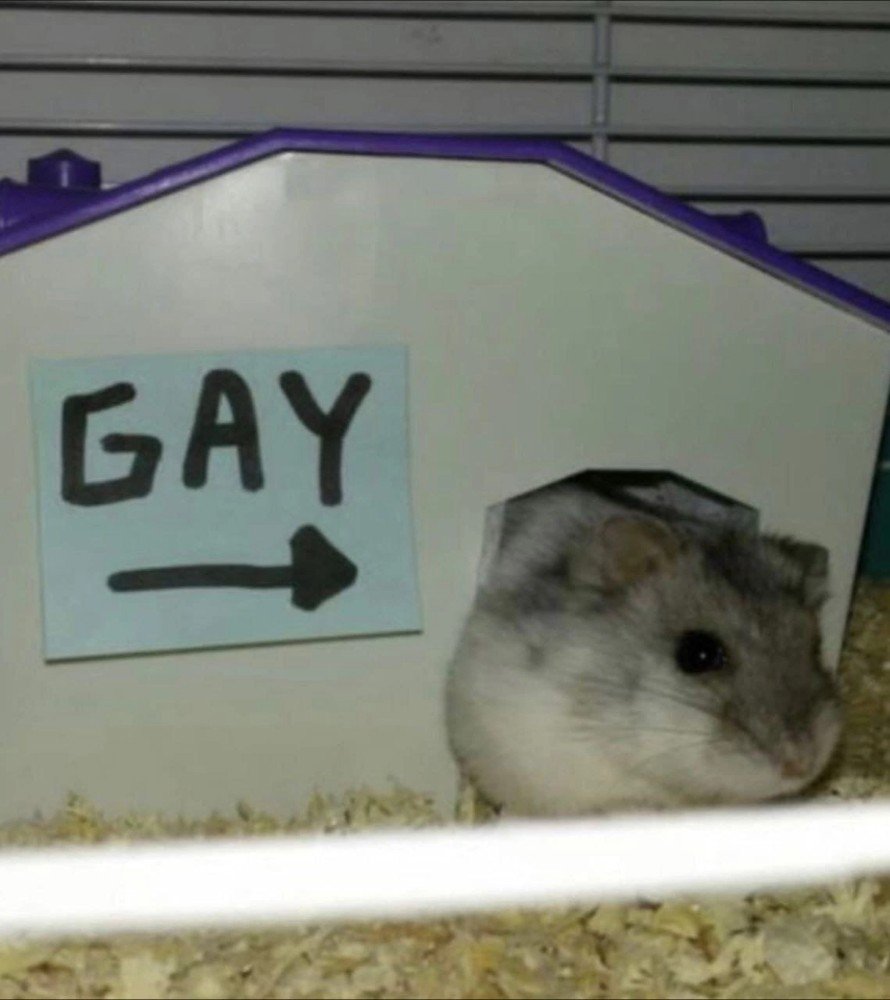 Хомячок в толстовке