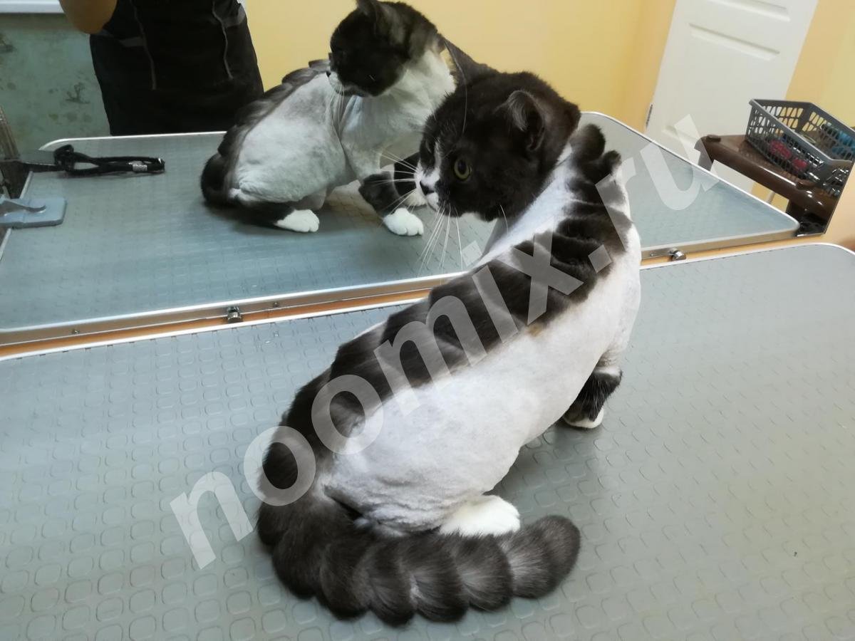 Креативные стрижки котов