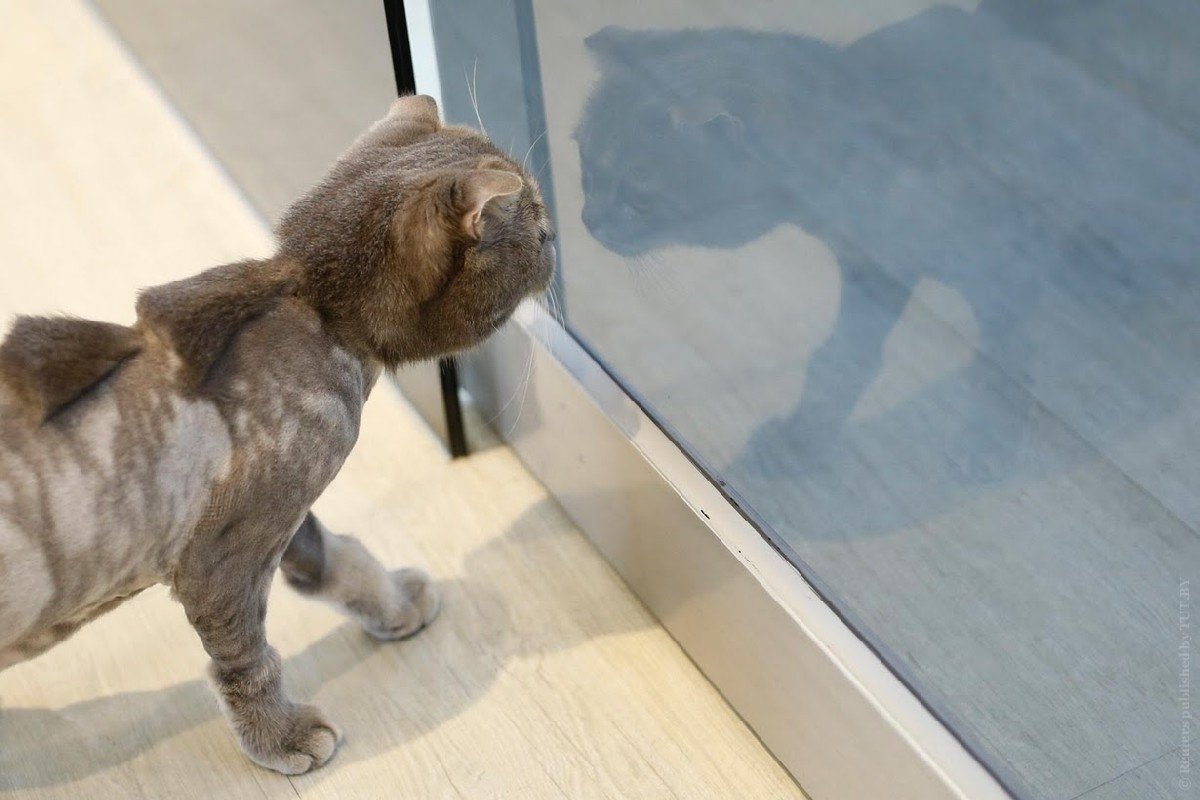 Стрижка кота динозавр