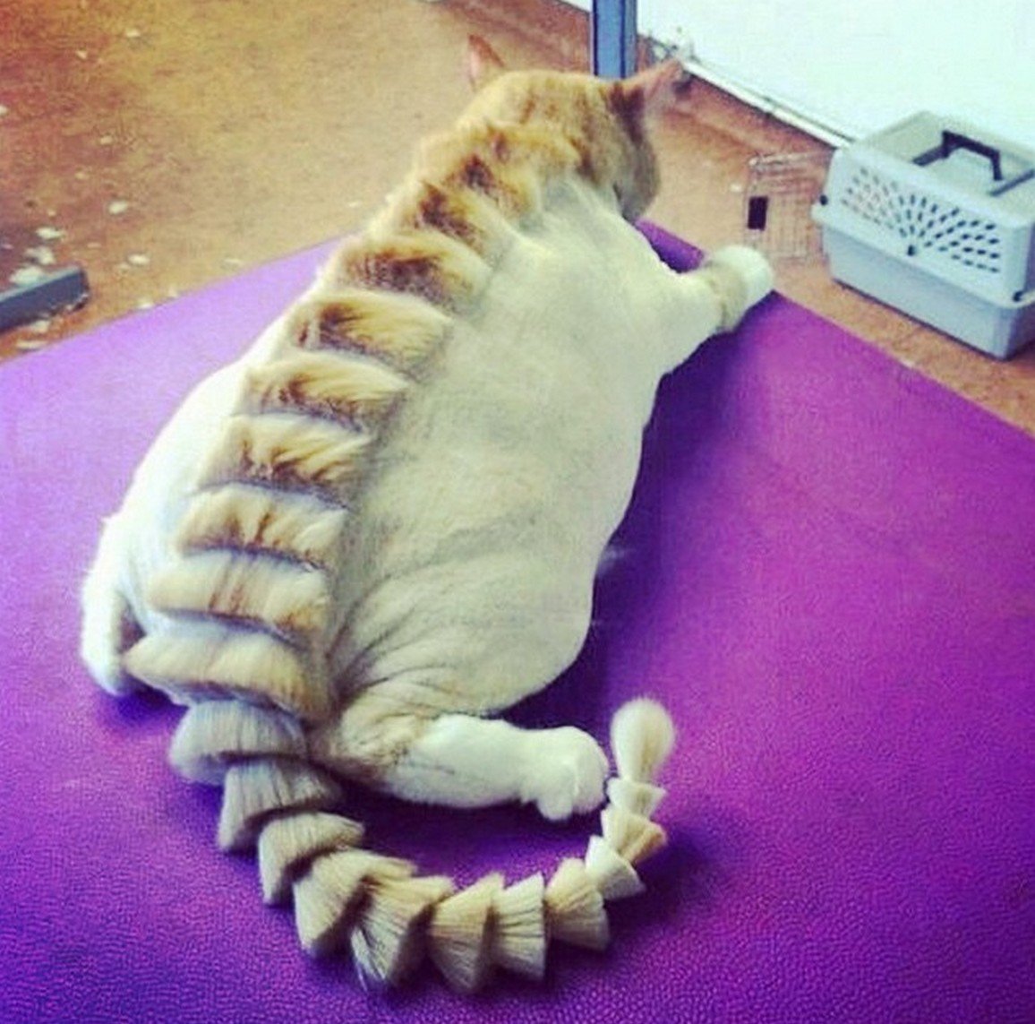 Смешная стрижка кота