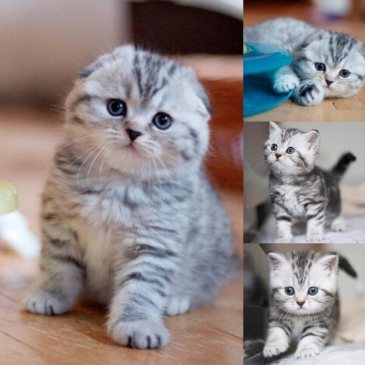 Шотландская вислоухая кошка