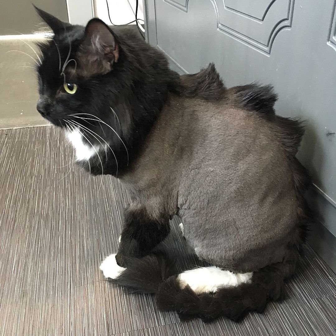 Стрижка черного кота