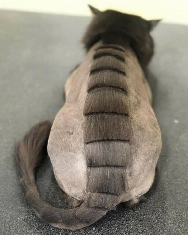 Стрижка кота под дракона