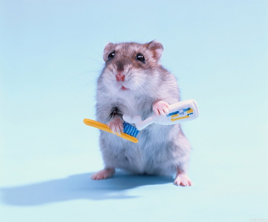 Хомяк сирийский