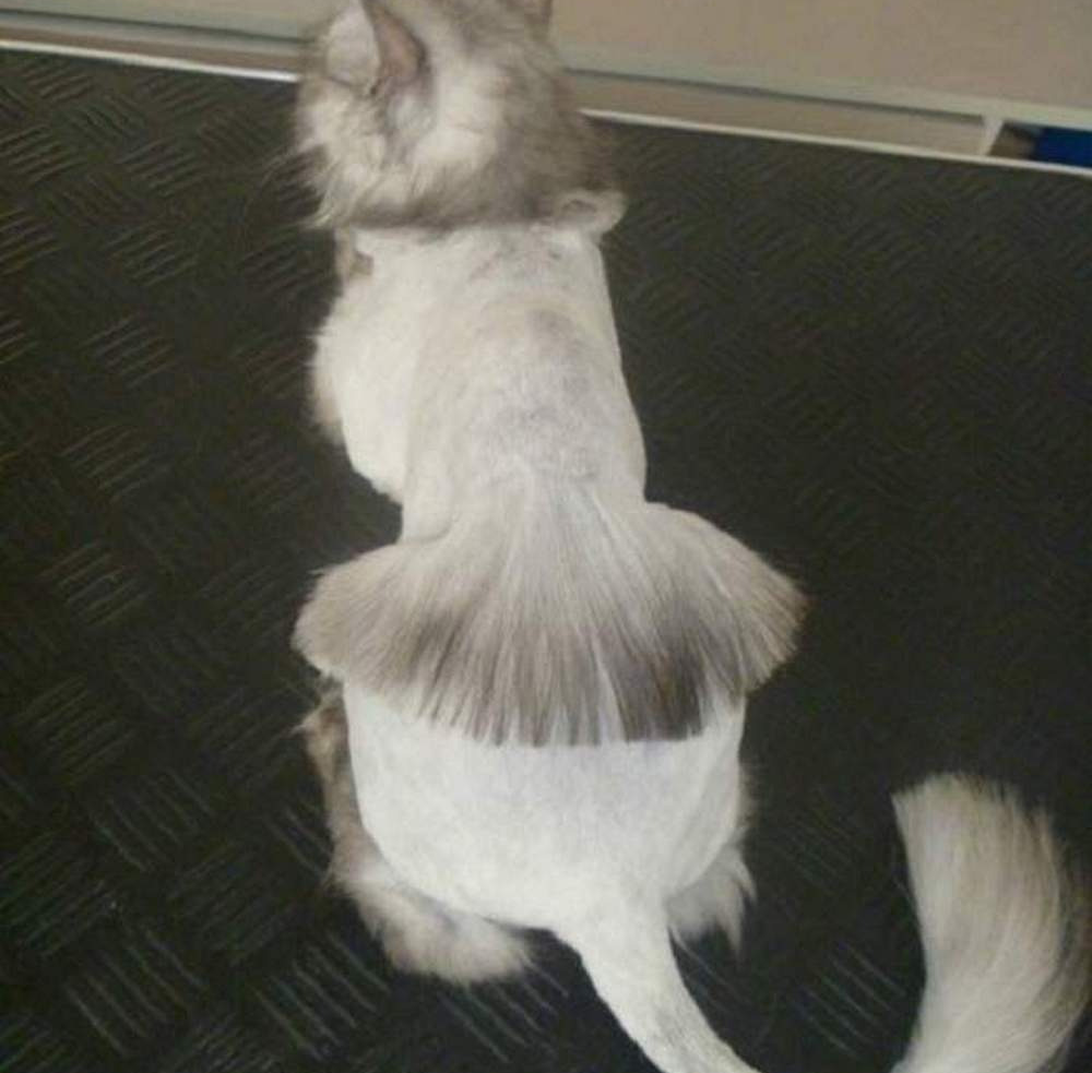 Стрижка котов