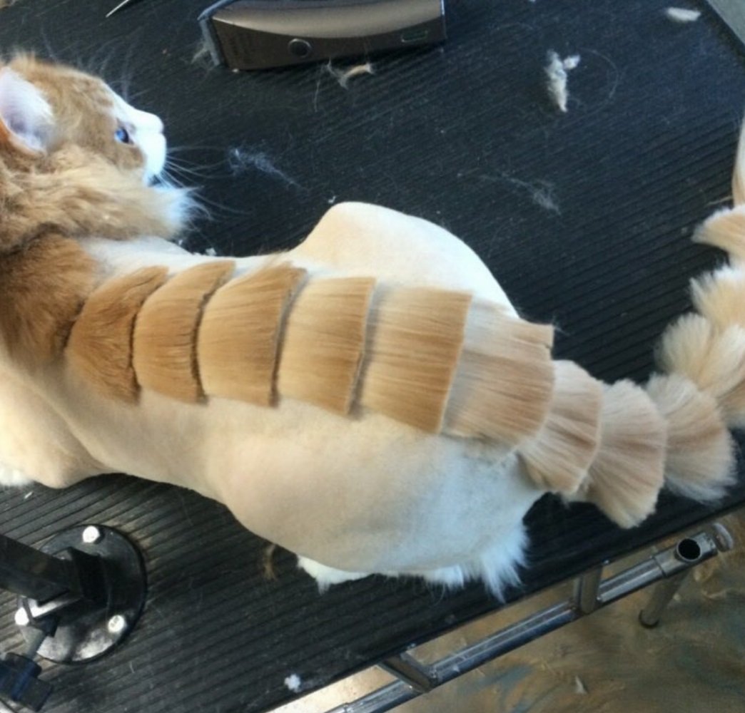 Стрижка котов под динозавра