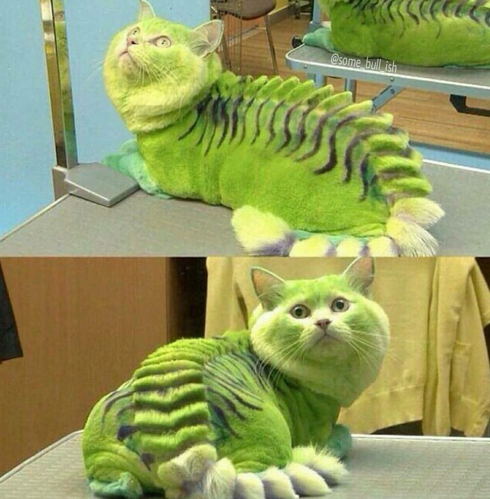 Мой хозяин идиот