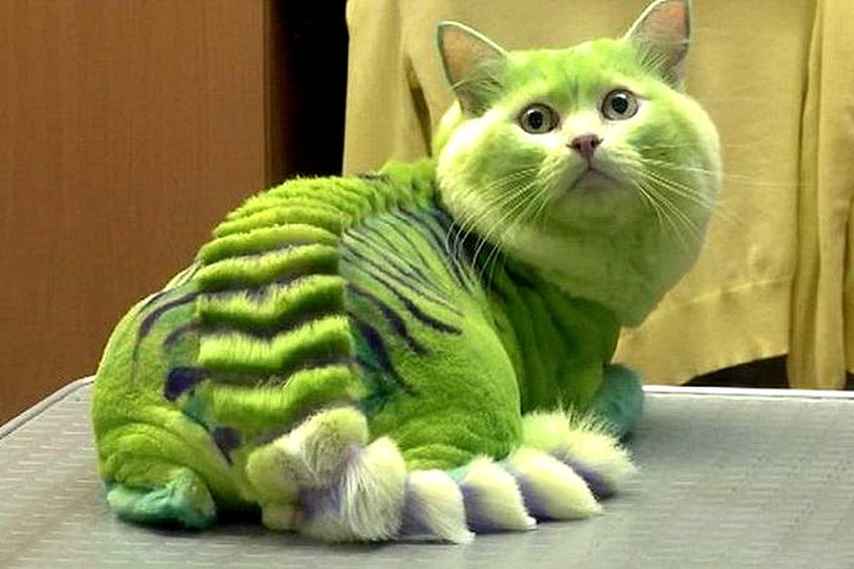 Крашеный кот