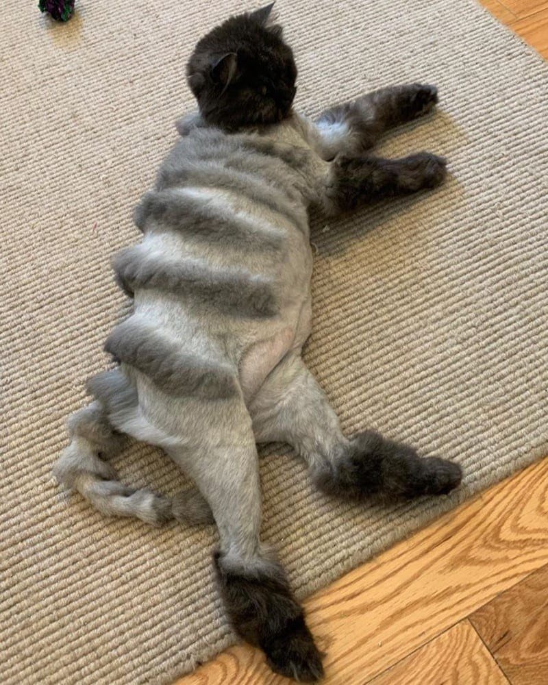 Стриженный кот