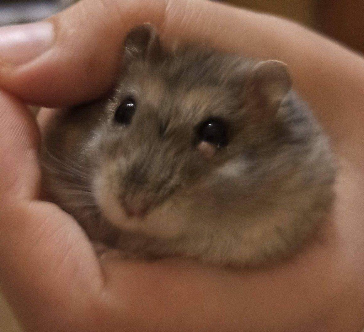 Джунгарик с набитыми щеками