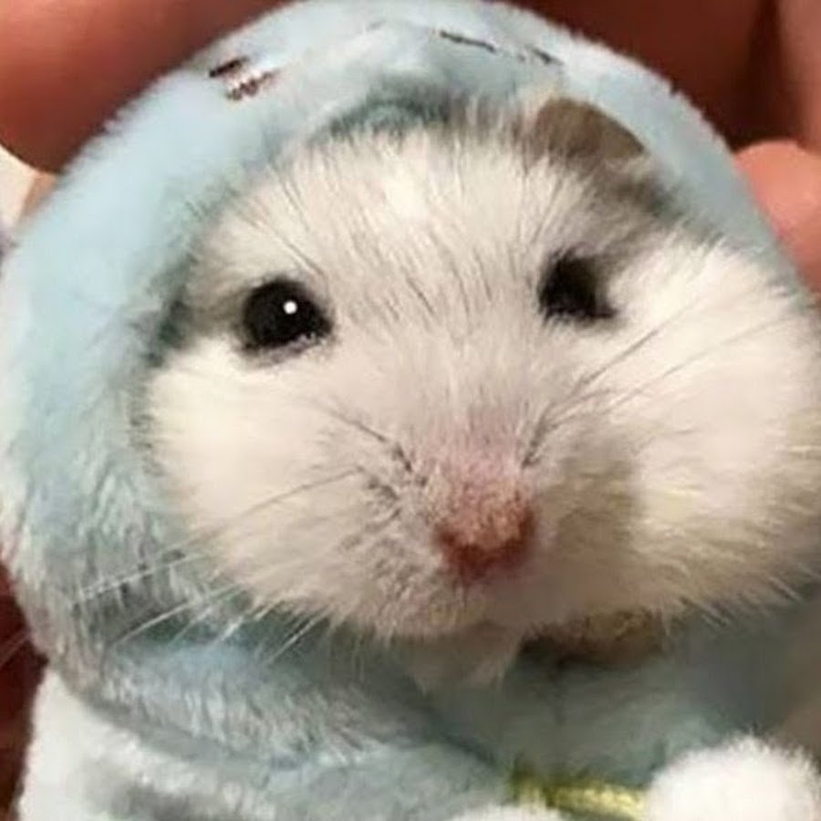 Хомяк джунгарский