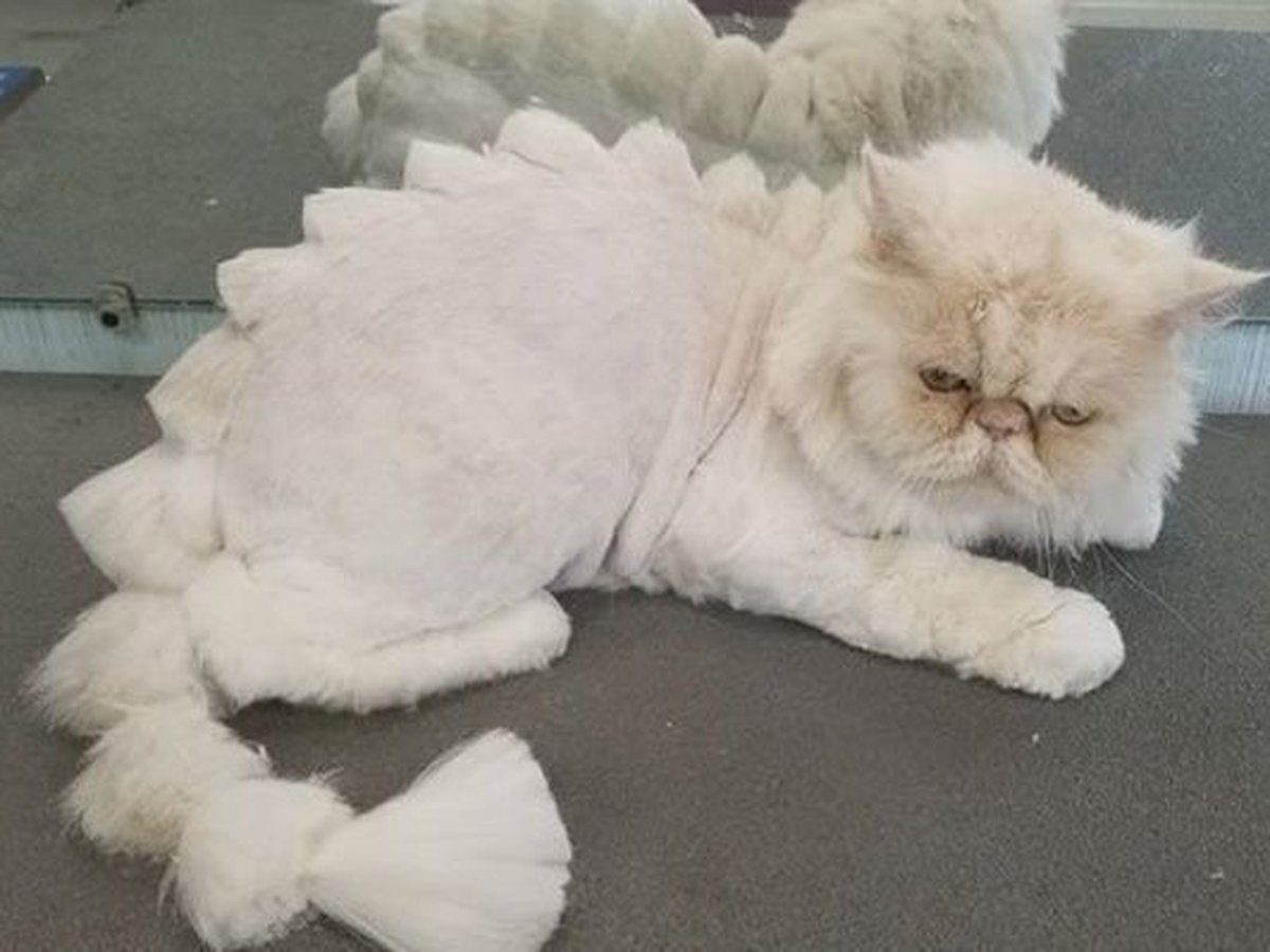 Персидский кот подстриженный