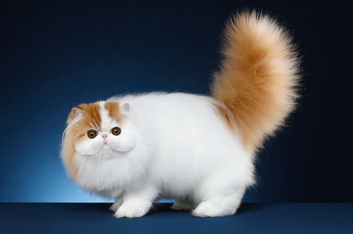 Экзотическая кошка Манчкин