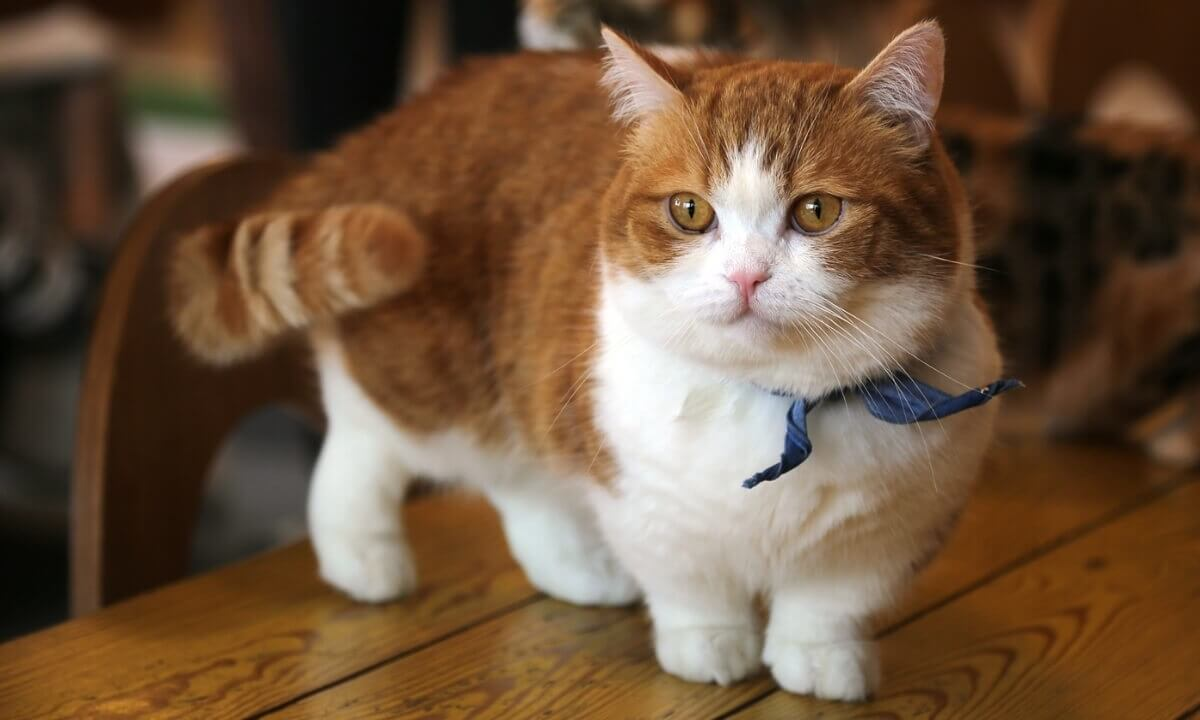 Манчкин порода