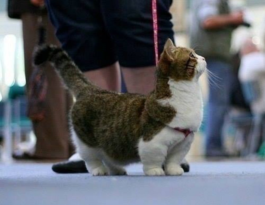 Коротколапые кошки порода Манчкин