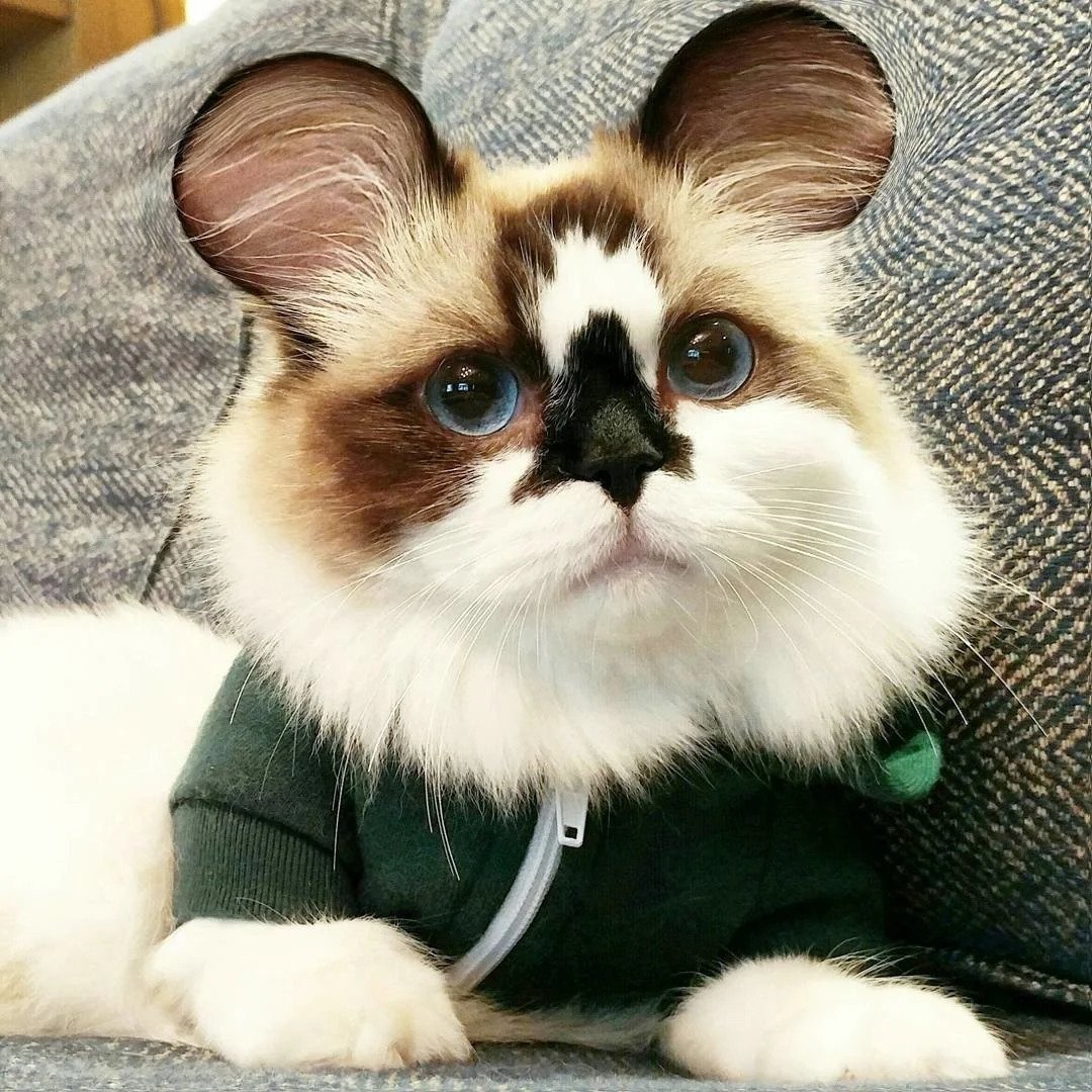 Коты Манчкин