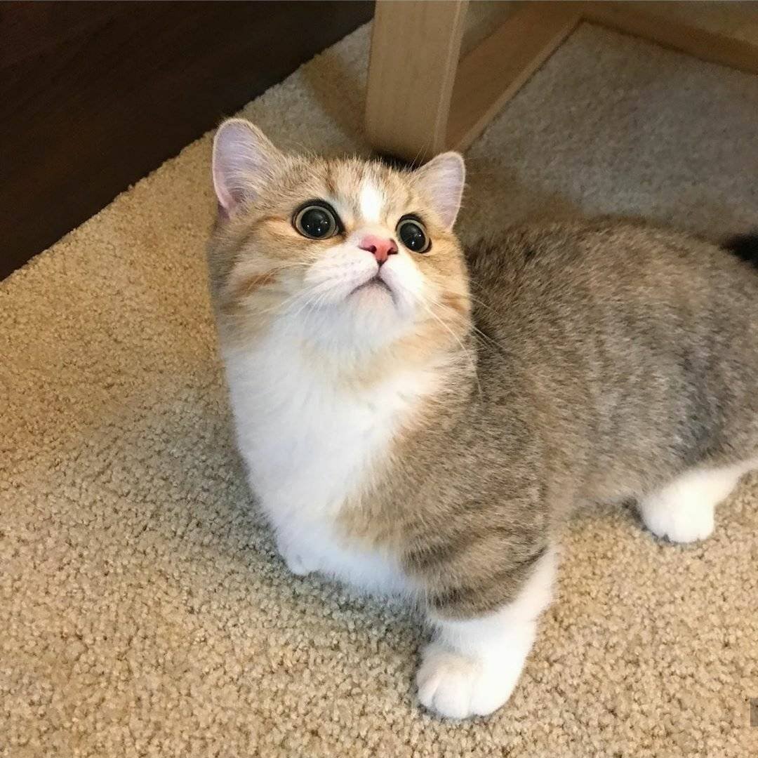 Коротколапая кошка Манчкин