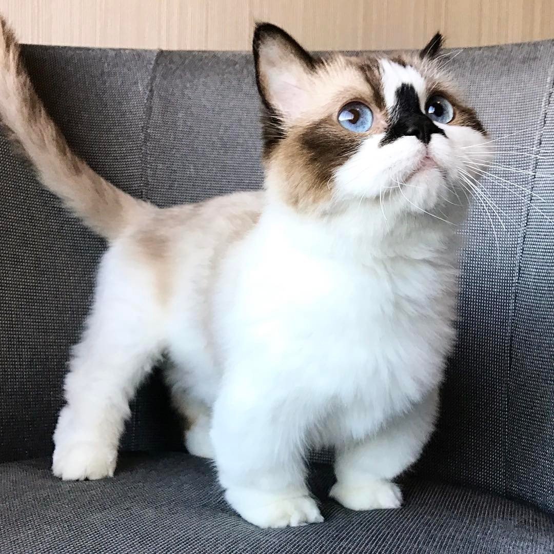 Манчкин кот