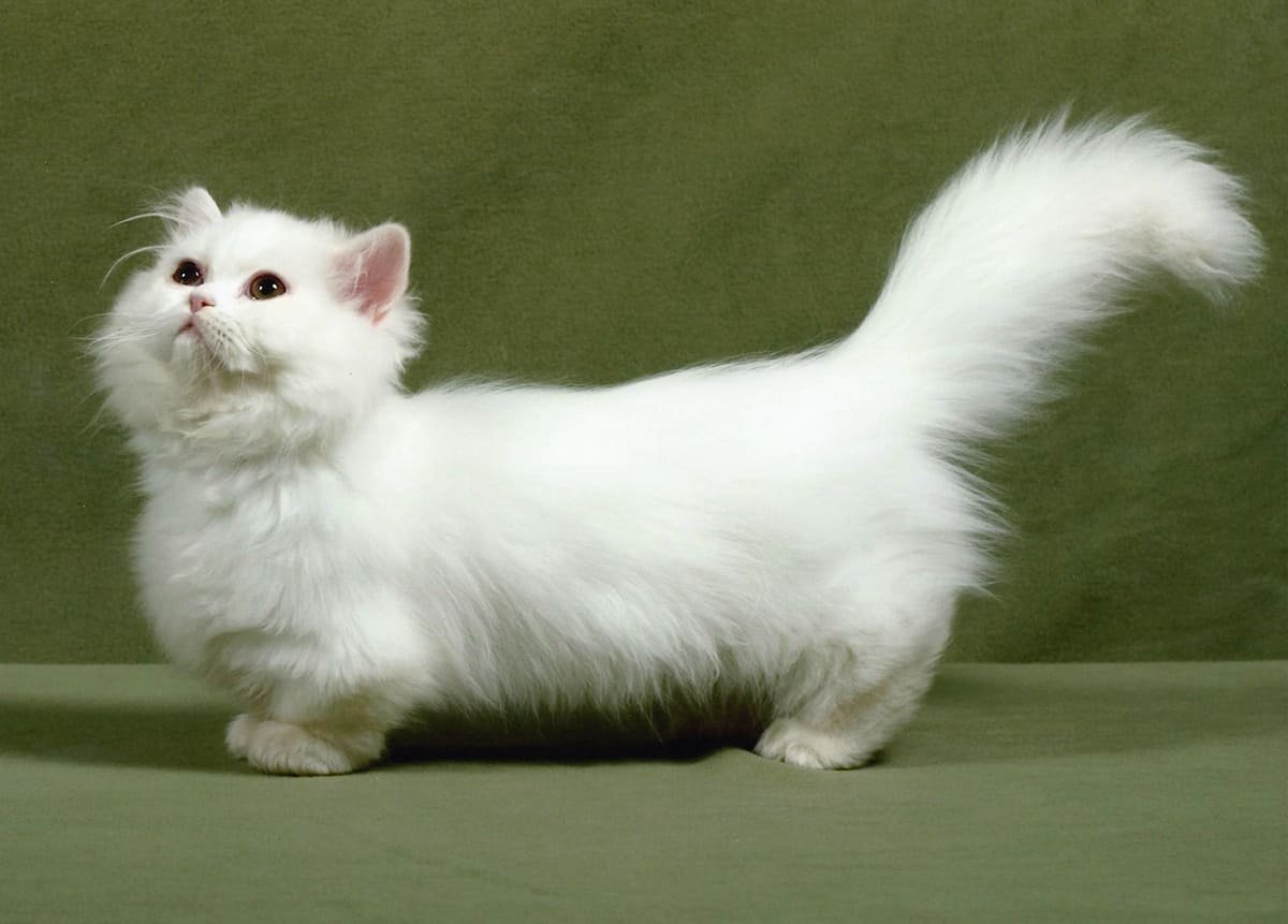 Коротколапые кошки порода Манчкин