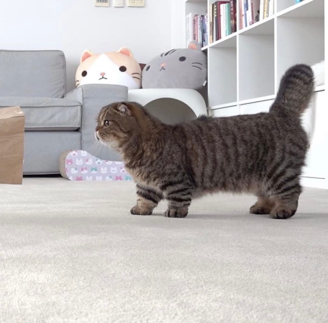 Манчкин Шотландская вислоухая