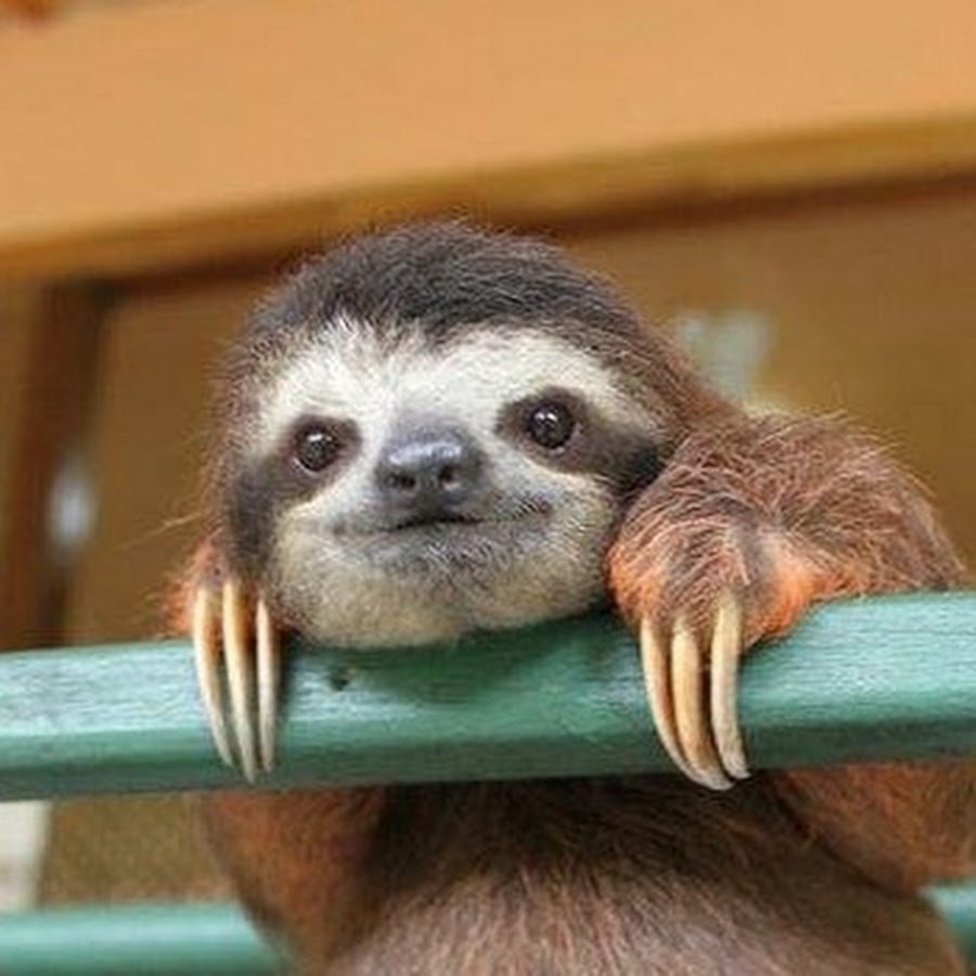 Ленивец животное