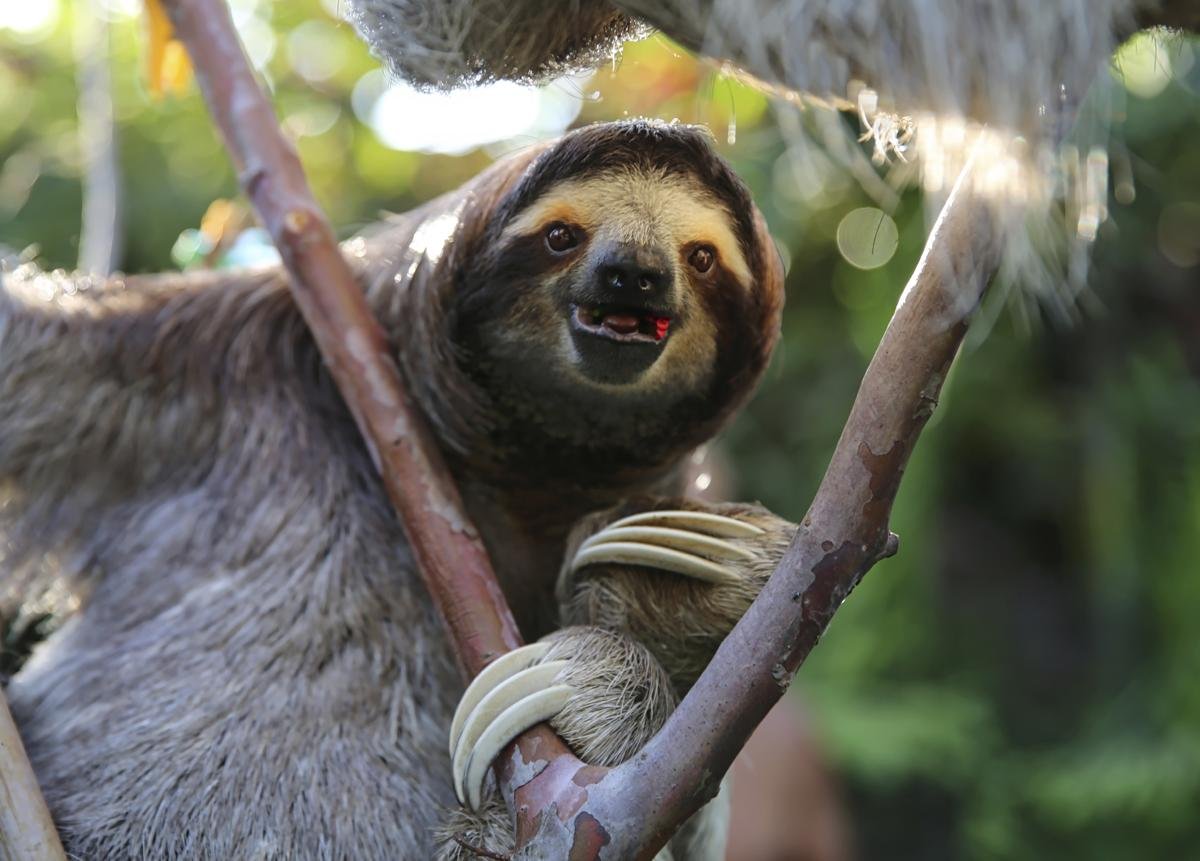 Земляной Ленивец Джефферсона