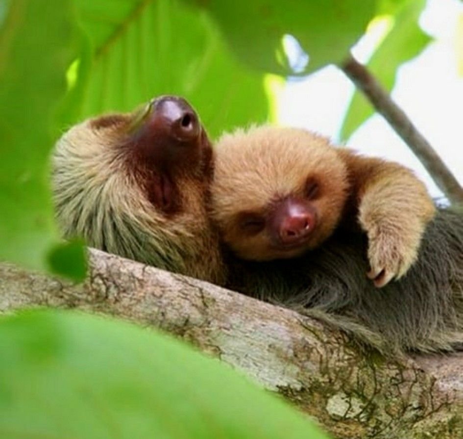 Два ленивца