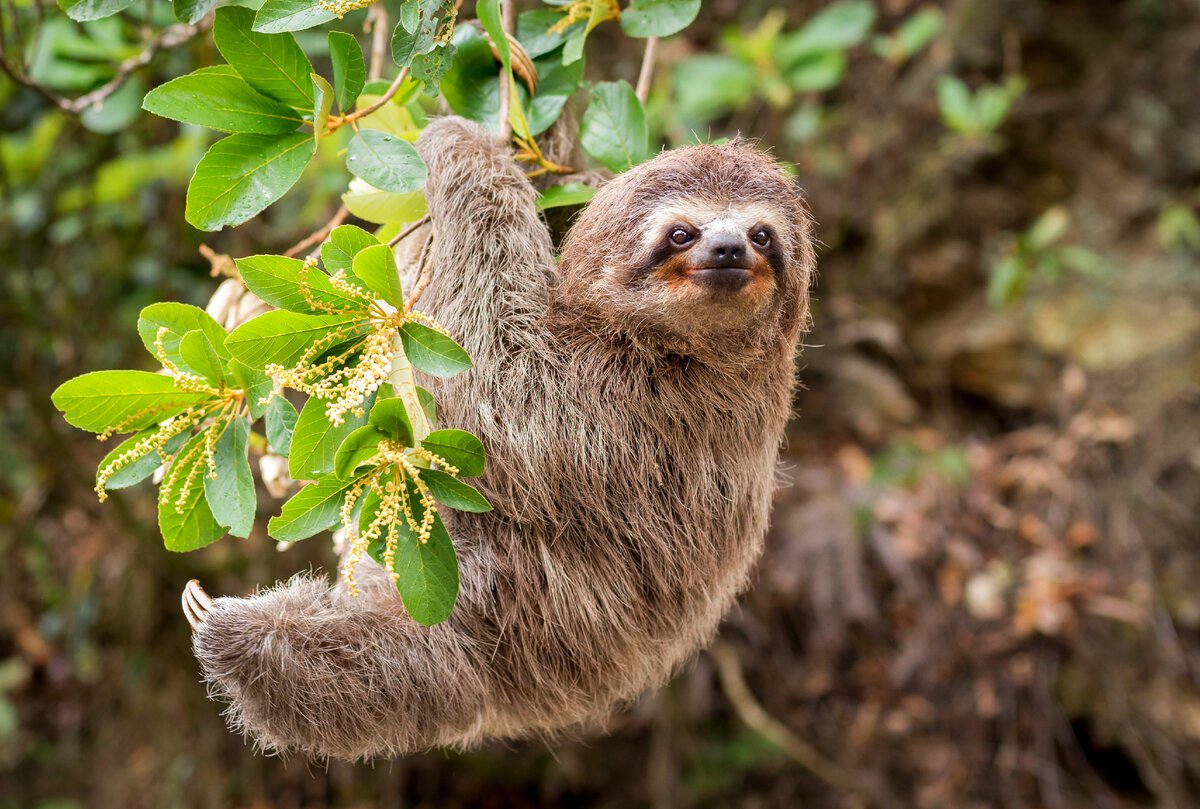 Семья ленивцев