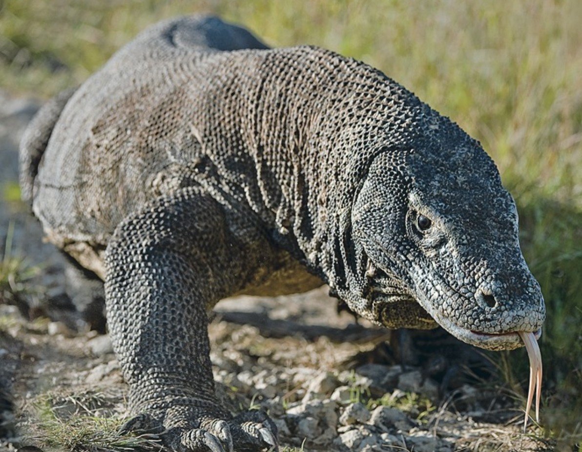 Комодский Варан