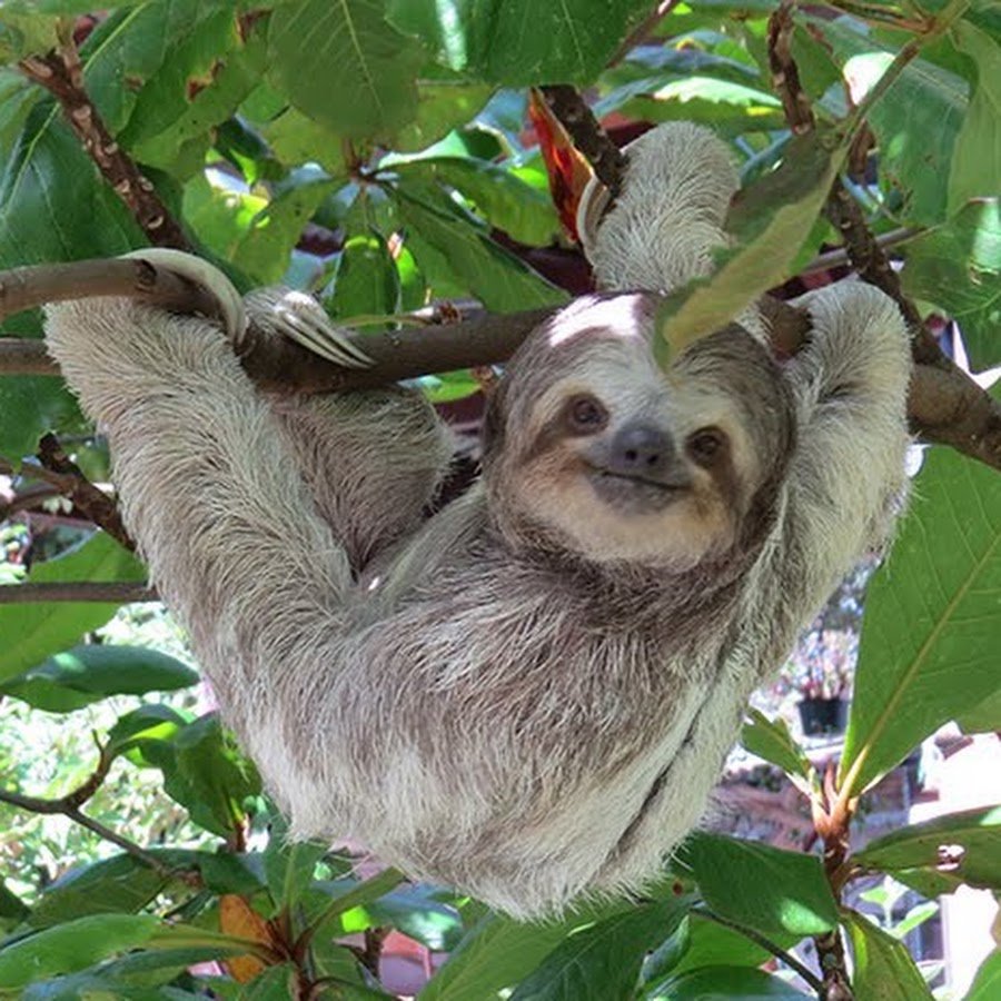 Ленивец Бразилия