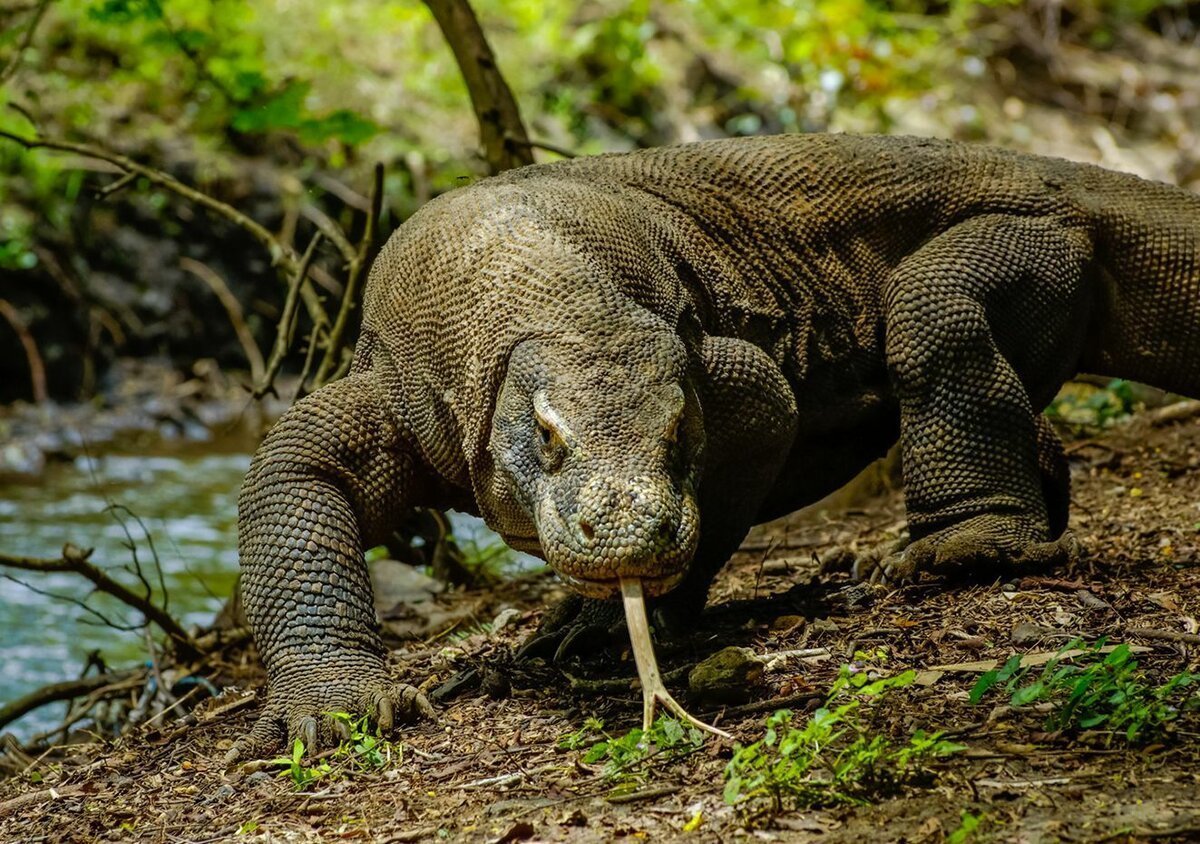Вараны острова Комодо