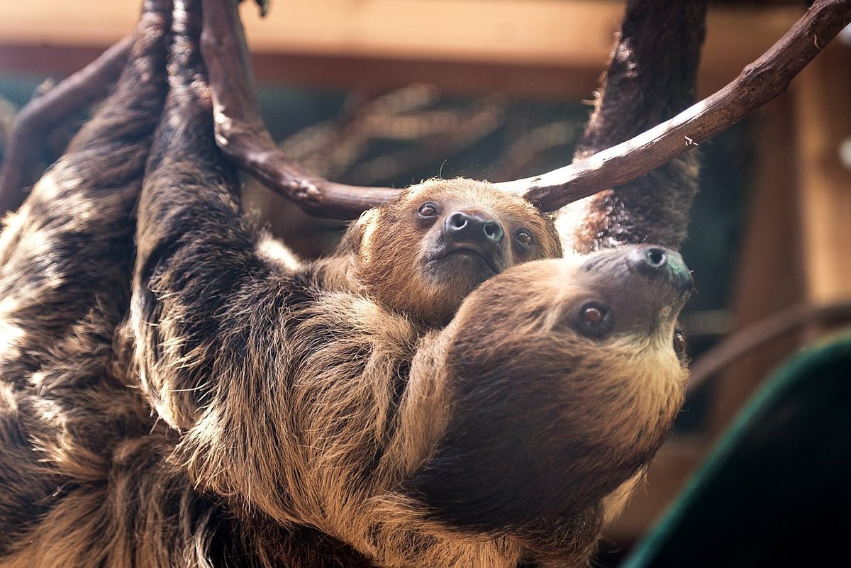Животное похожее на ленивца