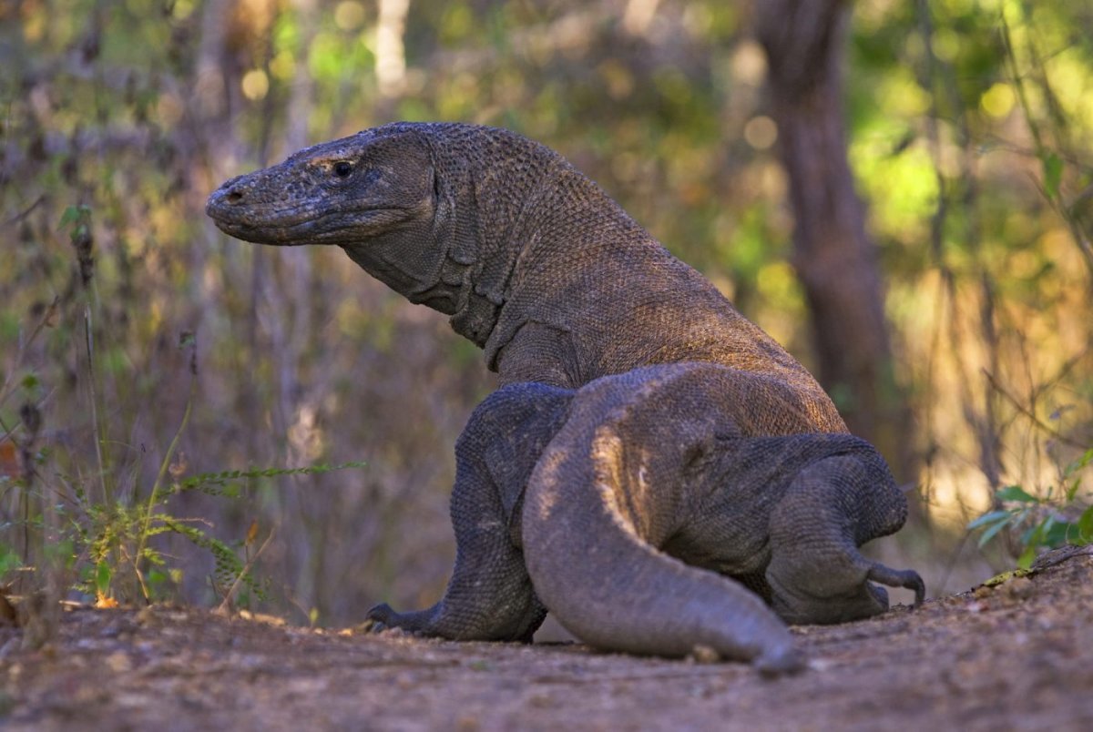 Драконы Комодо аватар