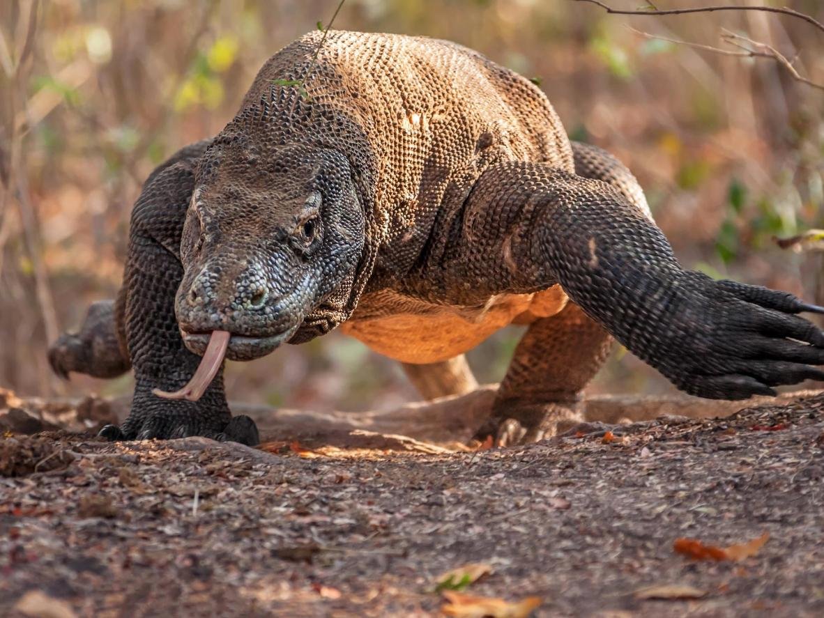 Гигантский индонезийский Варан