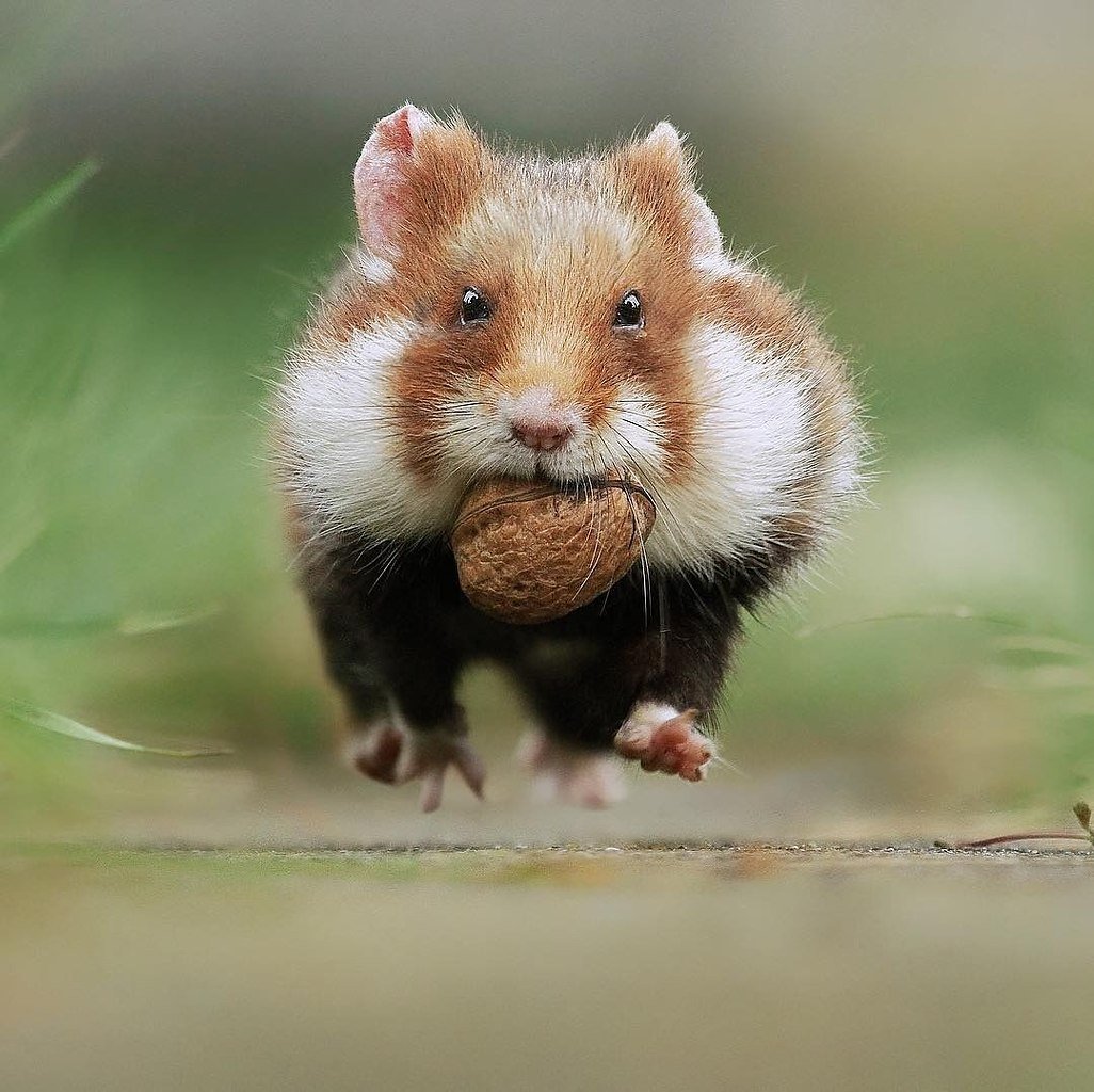 Куркуль зверек